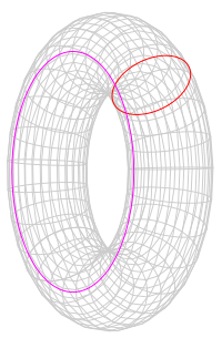 Torus